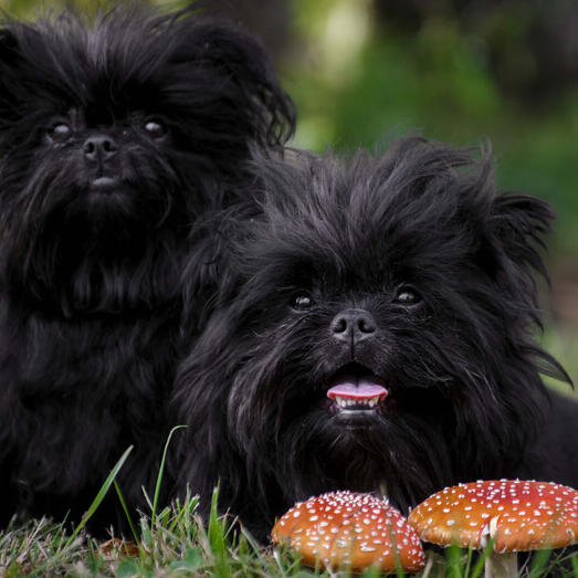 two black Affenpinschers looking at the camera.