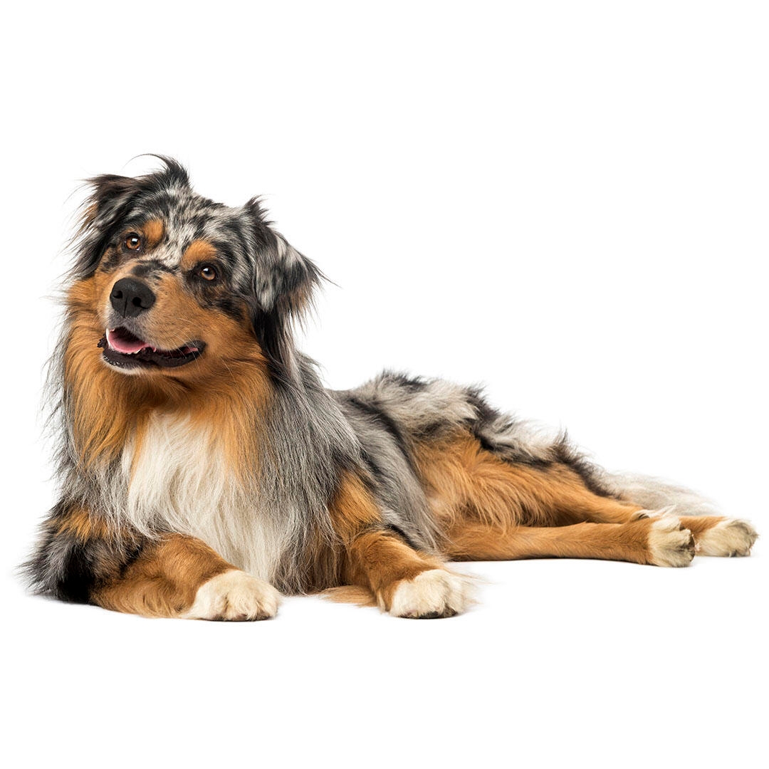 Australian Shepherd Dog Breed