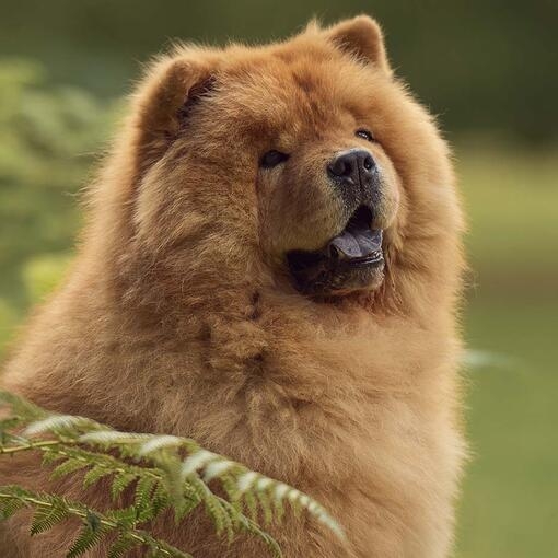 Chow Chow