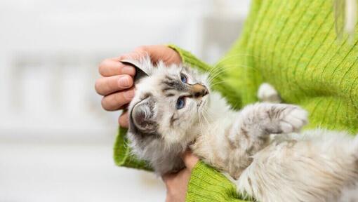 Light furred kitten being held in owner's arms