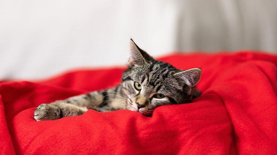 Caring For a Newborn Kitten TEASER