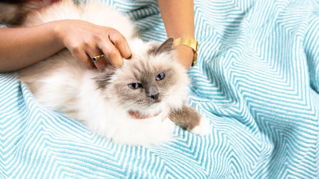 Cat stroked in blankets.