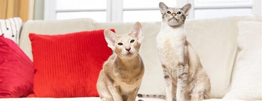 Types of Domestic Cat Breeds