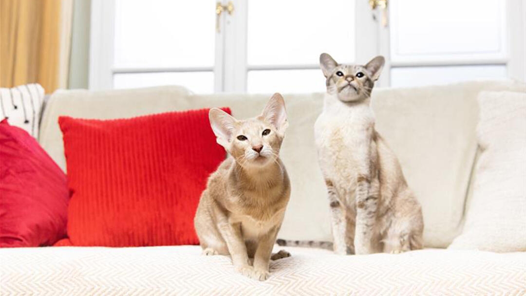 Types of Domestic Cat Breeds