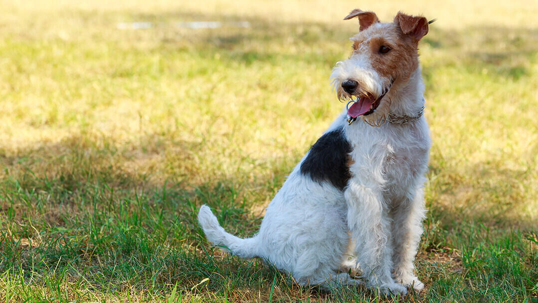 Dog sitting in field