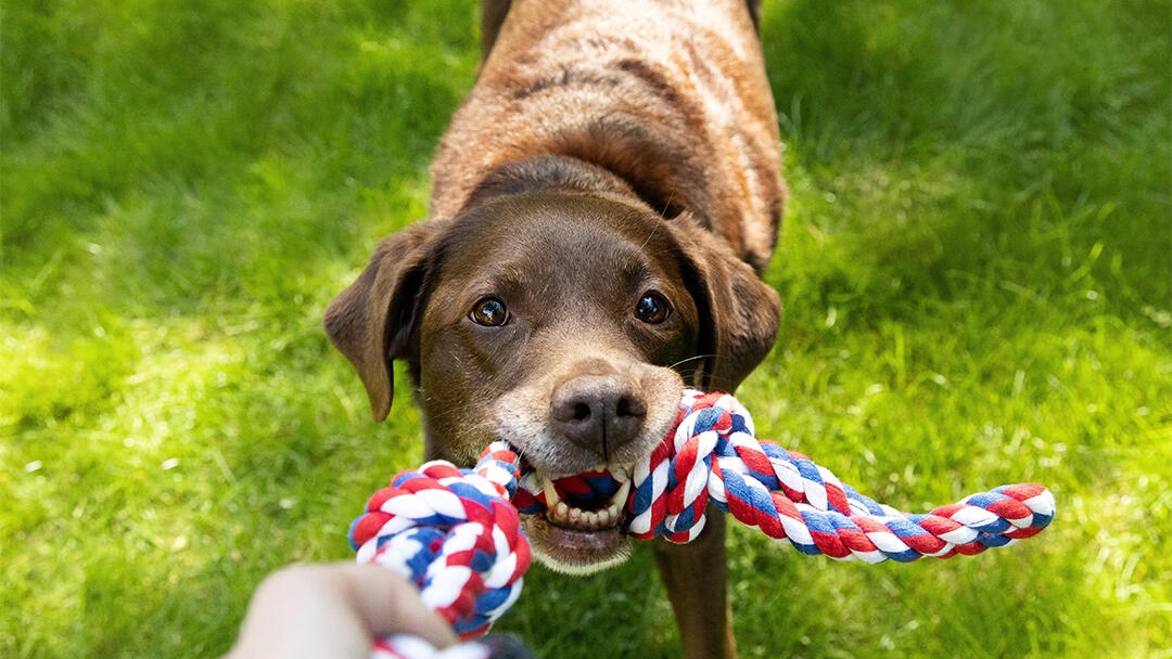Labrador pulling at a rope toy in a persons hand
