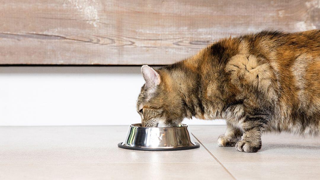 One cat eating from a bowl