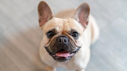 French bulldog looking up