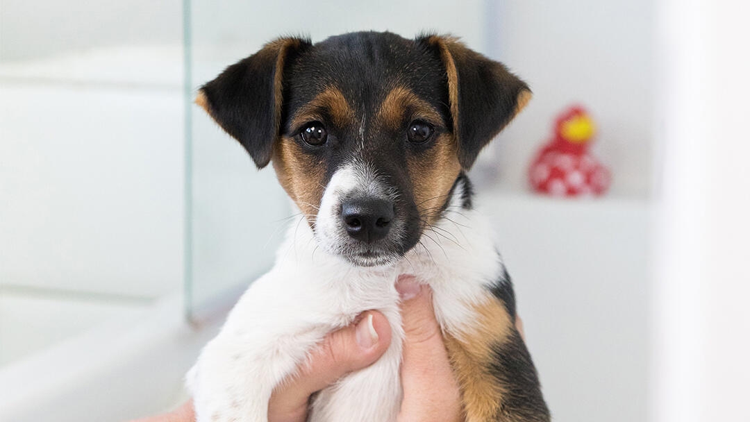 Terrier puppy being held up