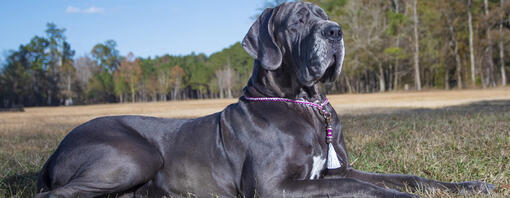 Top 18 Blue Dog Breeds You Need to Know About