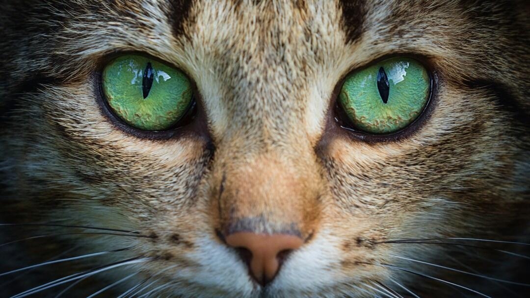 Cat looking at the camera