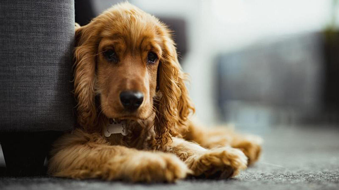Everything You Need to Know About Grooming Your Cocker Spaniel