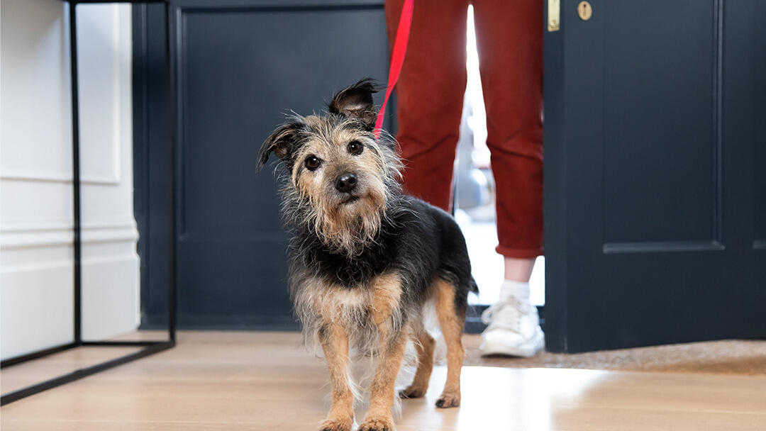 Helping Your Older Dog Through Incontinence