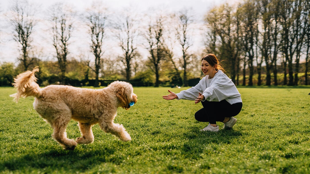 How to teach a dog to fetch teaser