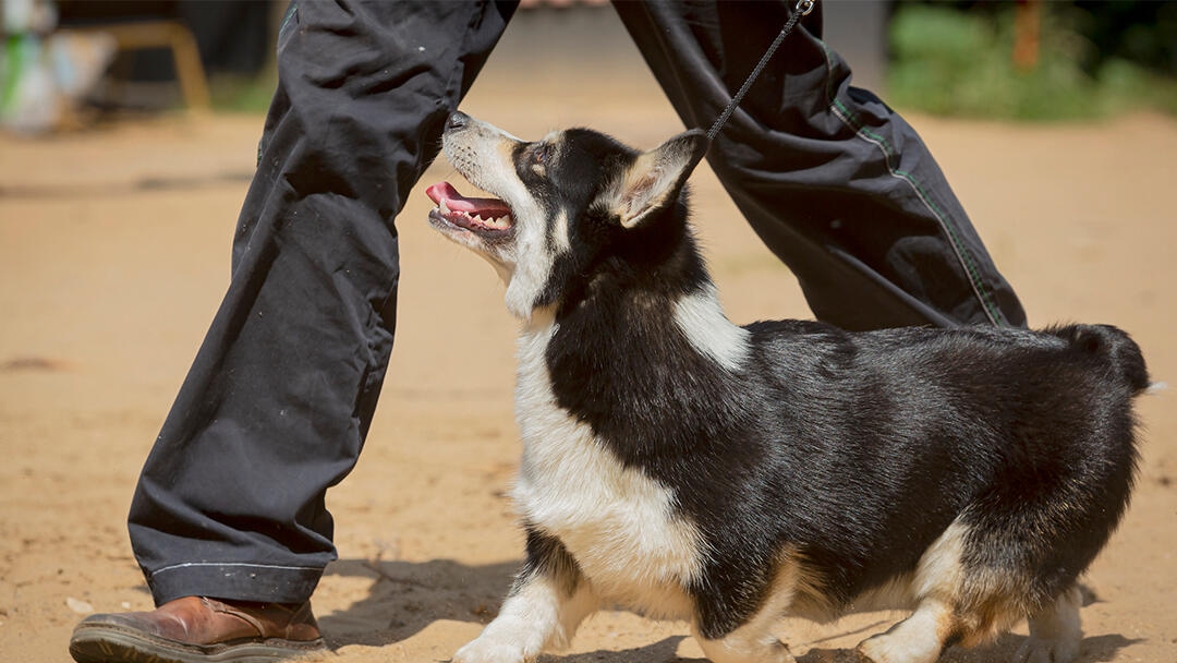 How to Teach a Dog to “Heel”