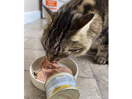 'Igor' eating Gourmet Nature's Creations Gravy Heart Chicken