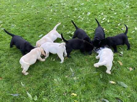 Labrador puppies at feeding time outside
