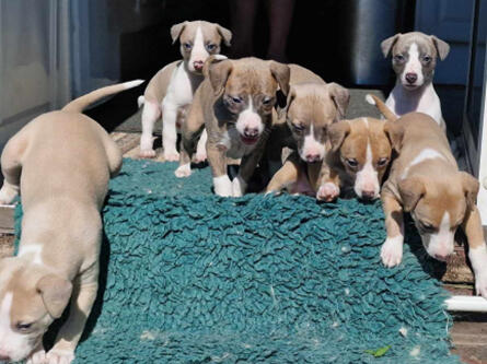 Whippet litter