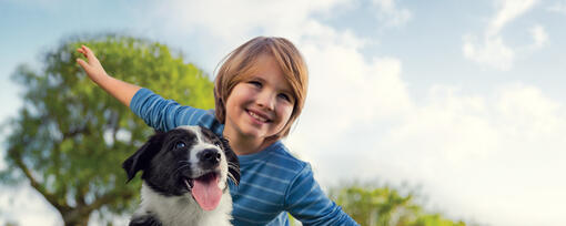 Are Border Collies Good Family Dogs?