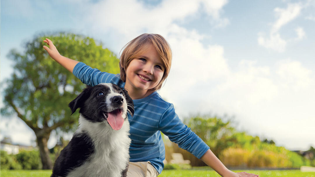 Are Border Collies Good Family Dogs?