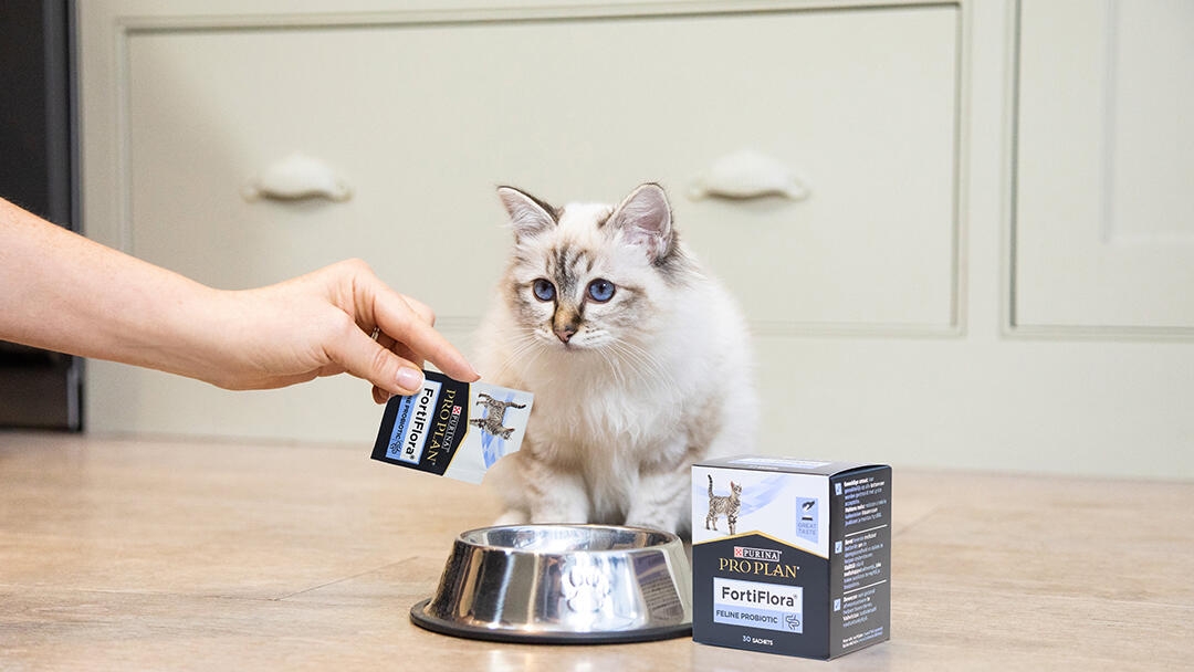Kitten in front of bowl with Fortiflora product