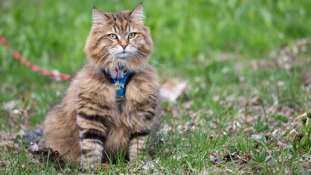 Siberian Cat on the leash