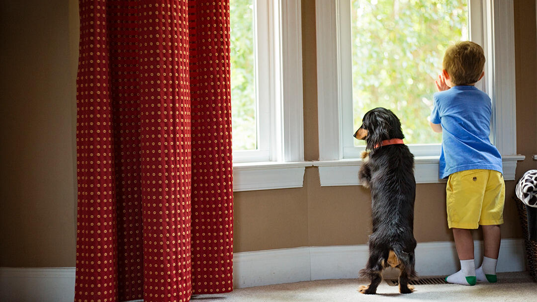 Should I get a male or female dog?