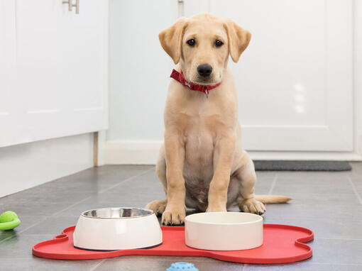 Dog sat in front of food bowls