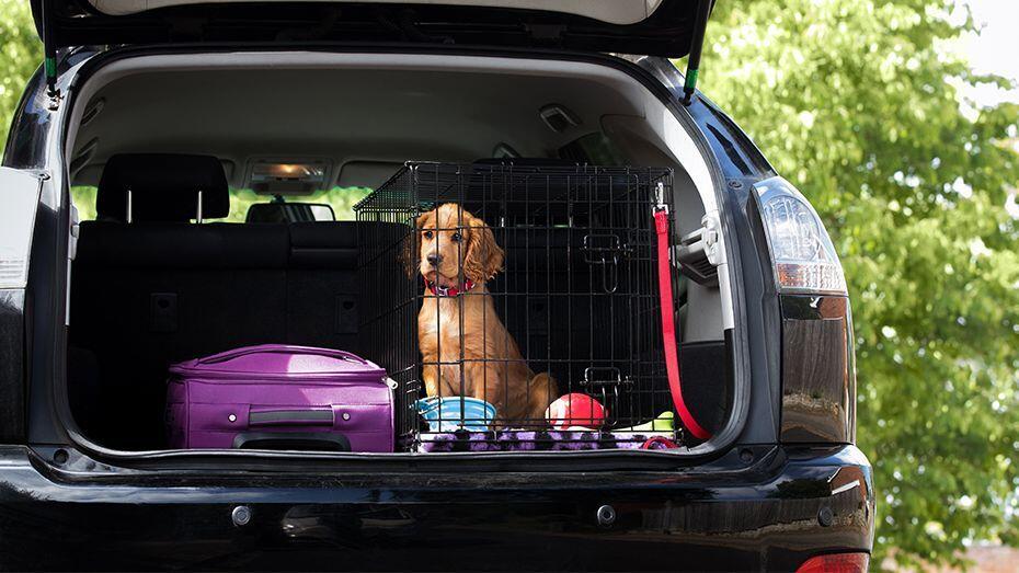 puppy in back of car