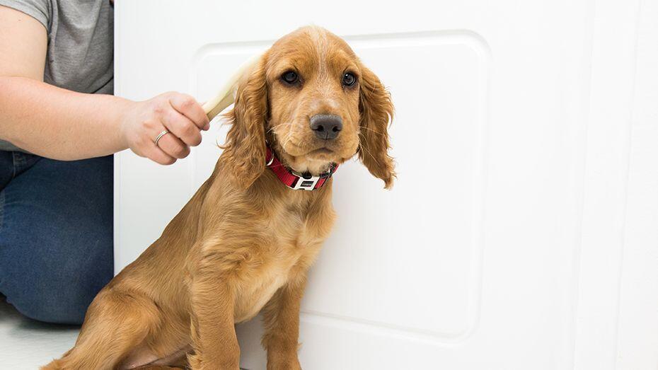 puppy having a bath