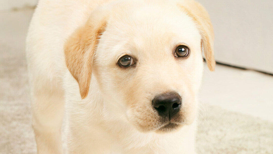 Labrador puppy looking at camera