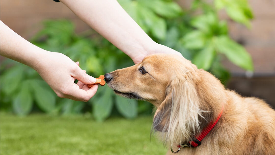 Dachshund with nose to a treat in a person’s hand