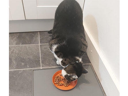 'Rodney' eating Gourmet Gold Chunks Salmon & Chicken