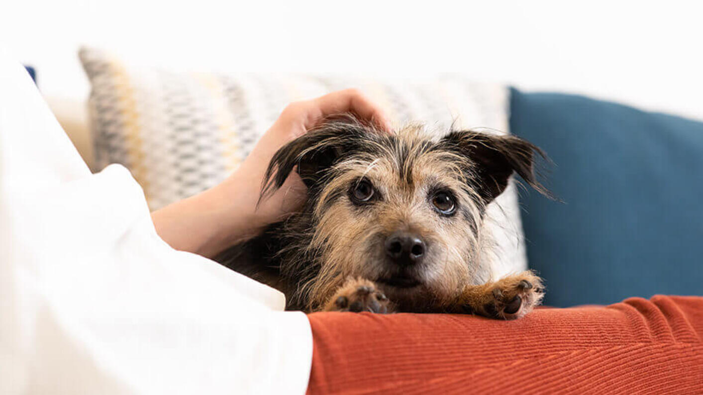 An older dog is being petted by their owner.