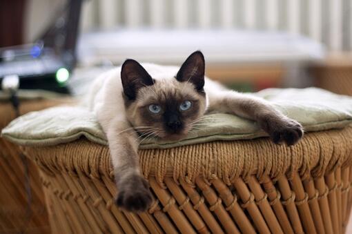 A Siamese cat resting on a table