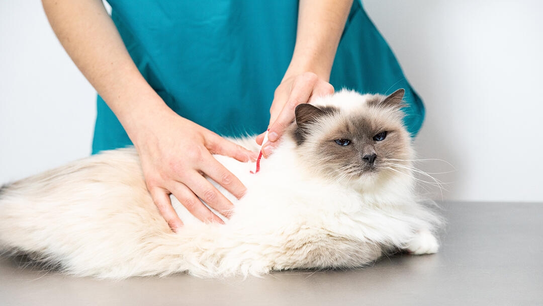 Cat lying on vet’s table being treated
