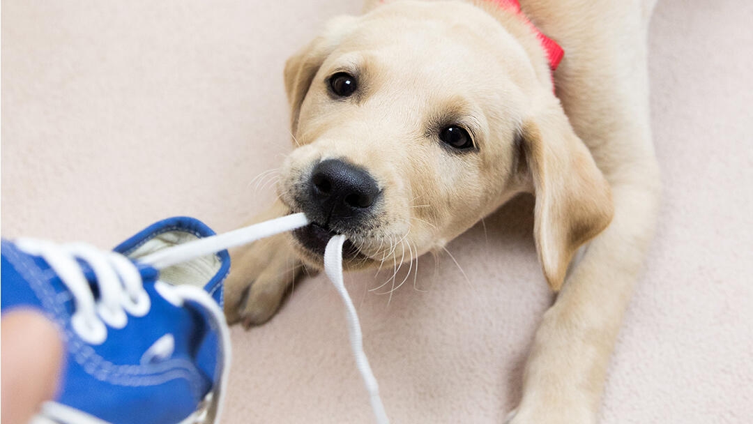 Labrador puppy chewing on a trainer shoe lace
