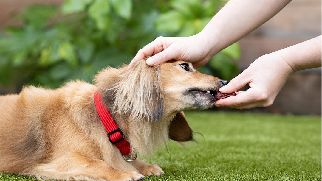 Long haired Dachshund lying on grass being fed a training treat