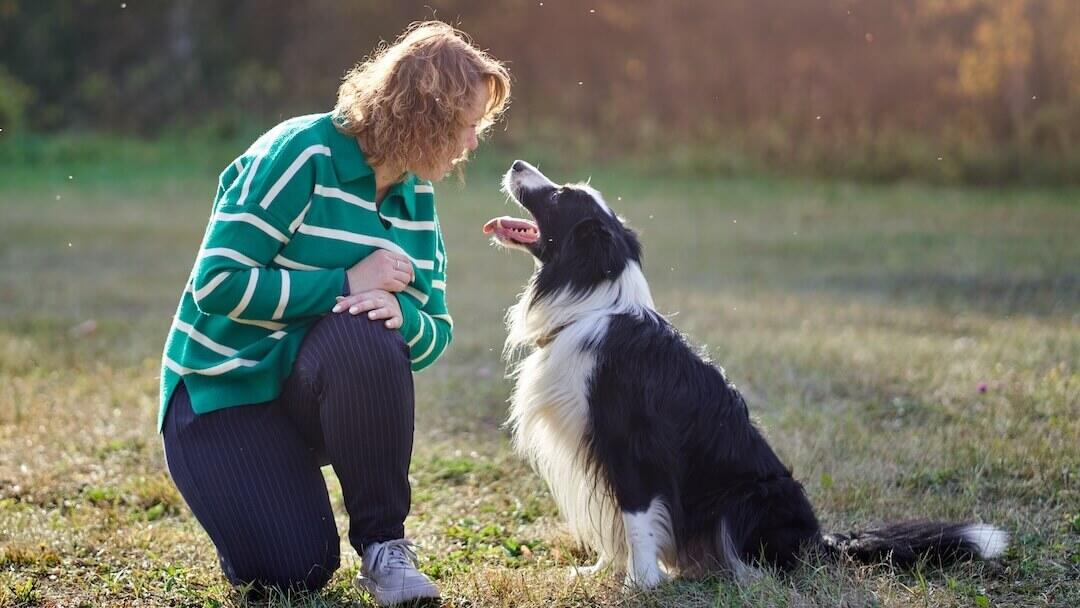 Border Collie and person outside