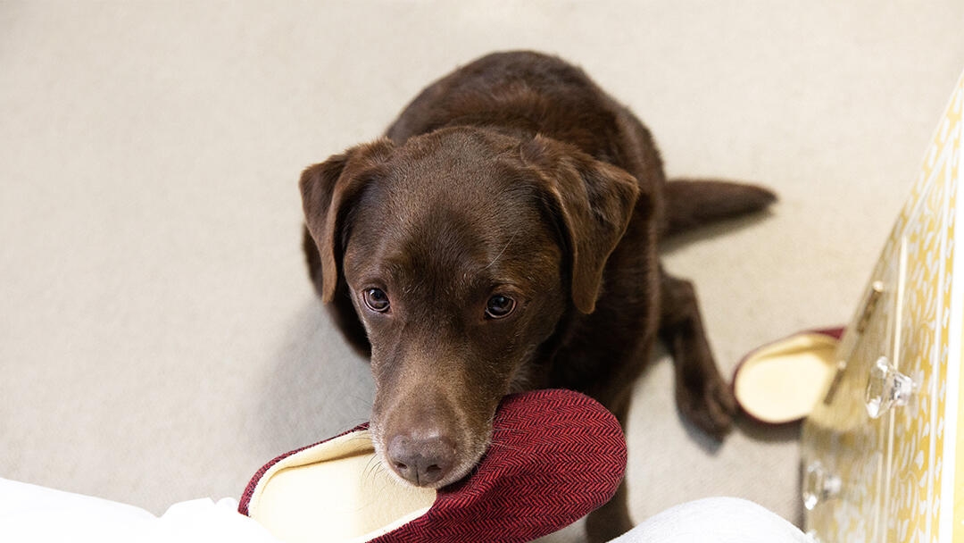 Labrador sat chewing a slipper in a bedroom