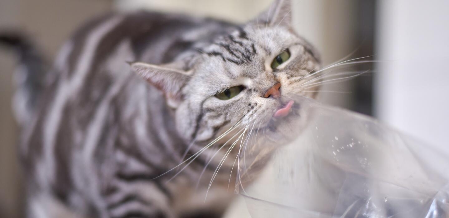 Cat licking plastic