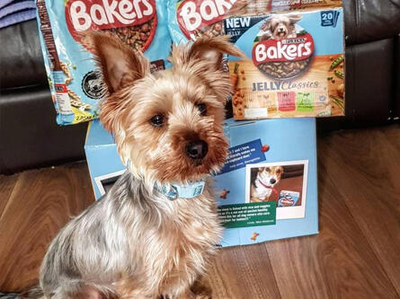 Dog eating Bakers