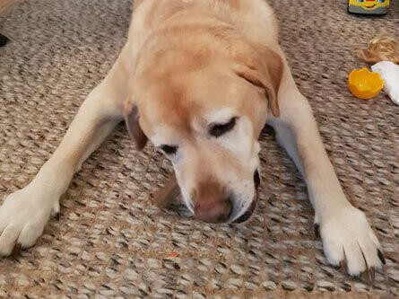 Dog eating Dentalife stick