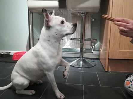 Dog sitting waiting for Dentalife stick to be given