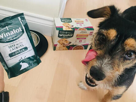 jack russell licking his lips