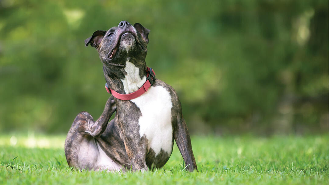 Why Does My Dog Keep Scratching?