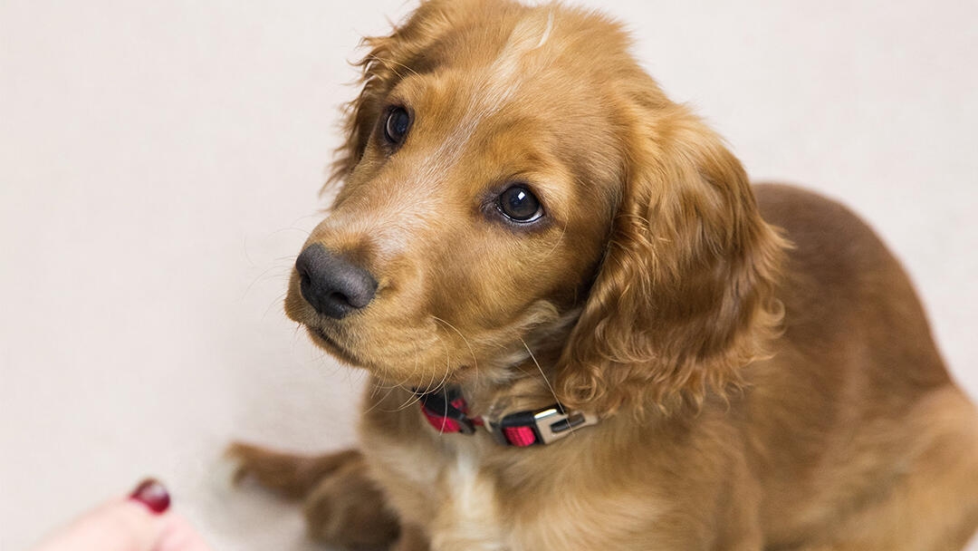 Puppy looking up at person holding a treat out