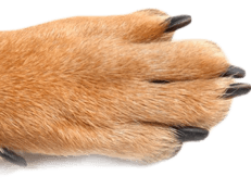 Paw Dog Desktop 1