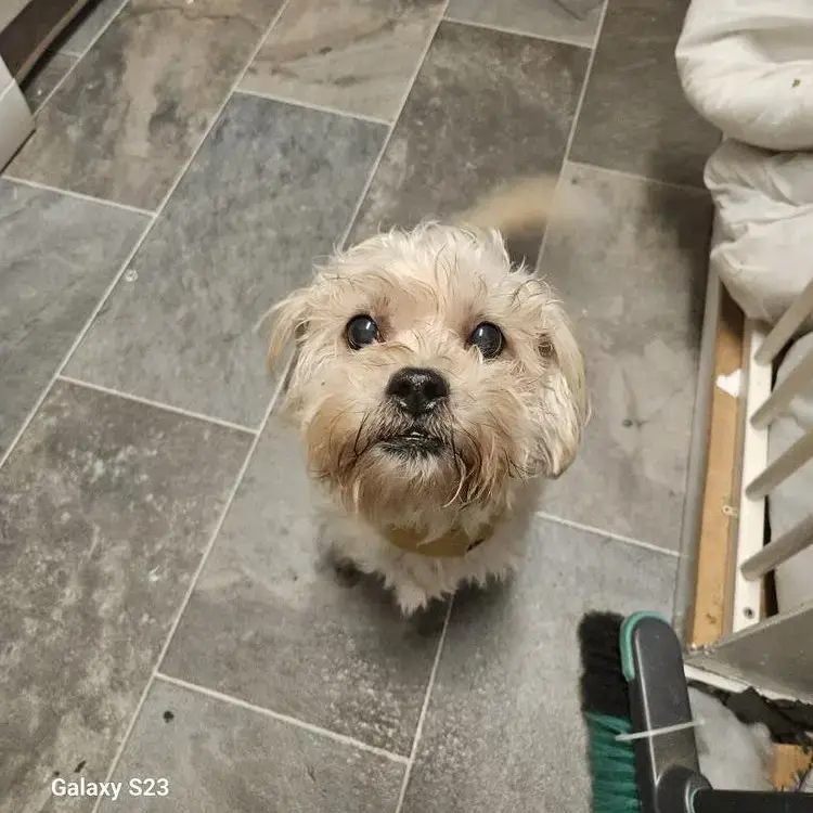 Jack Russell Terrier