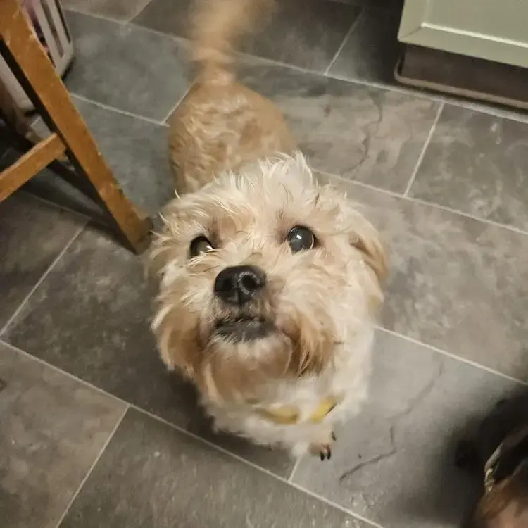 Jack Russell Terrier